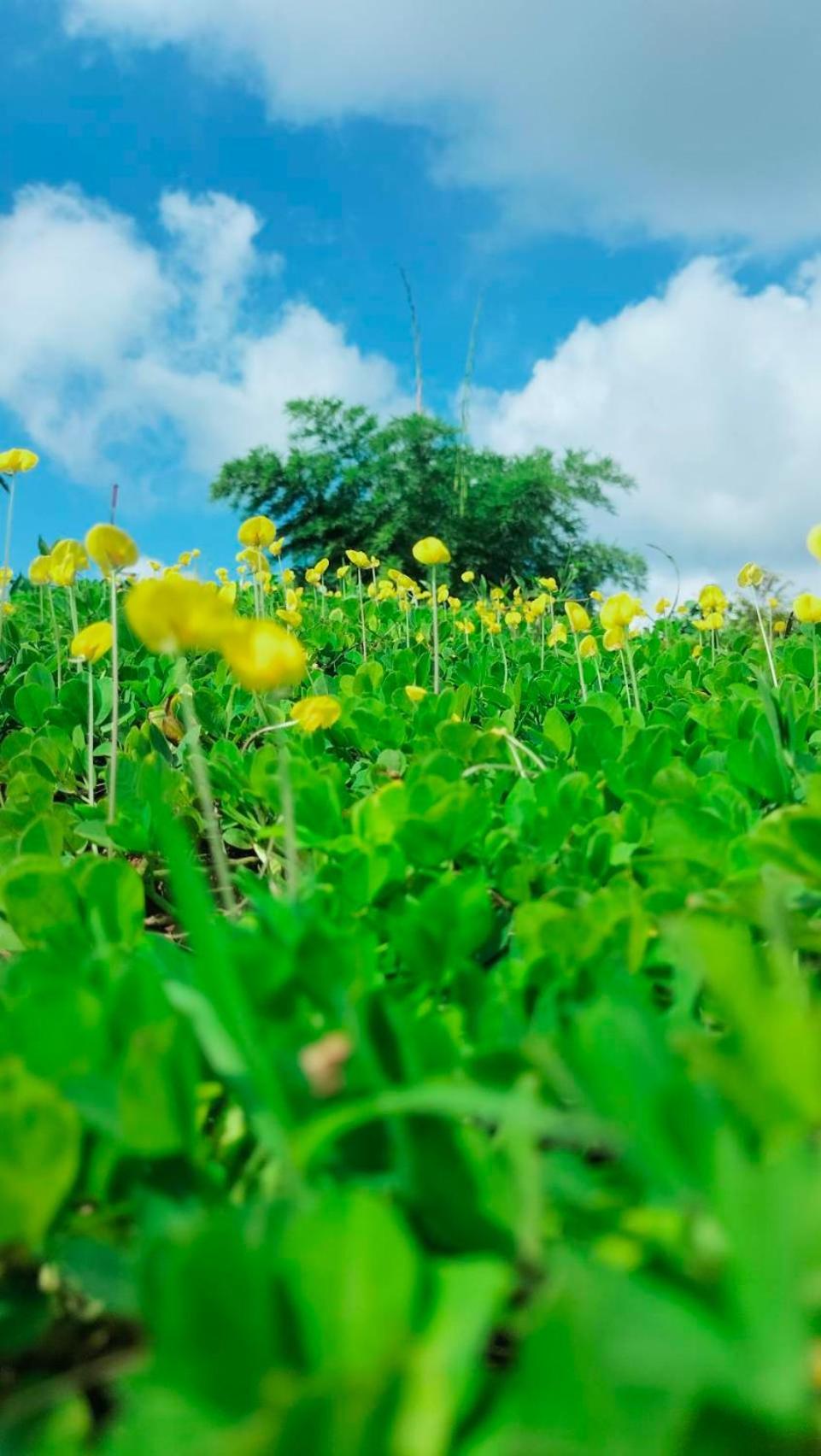 Smile Farm At Khaokho 호텔 Ban Thung Samo 외부 사진