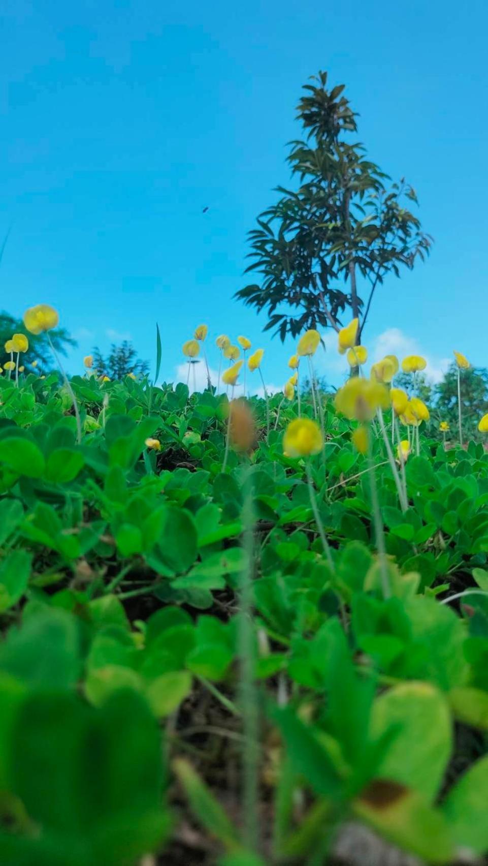 Smile Farm At Khaokho 호텔 Ban Thung Samo 외부 사진