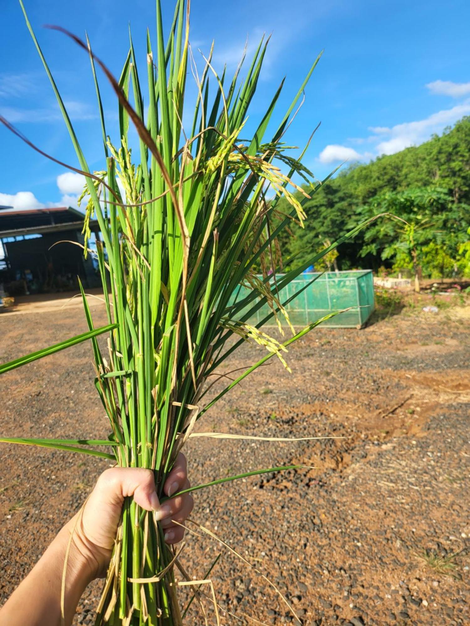 Smile Farm At Khaokho 호텔 Ban Thung Samo 외부 사진