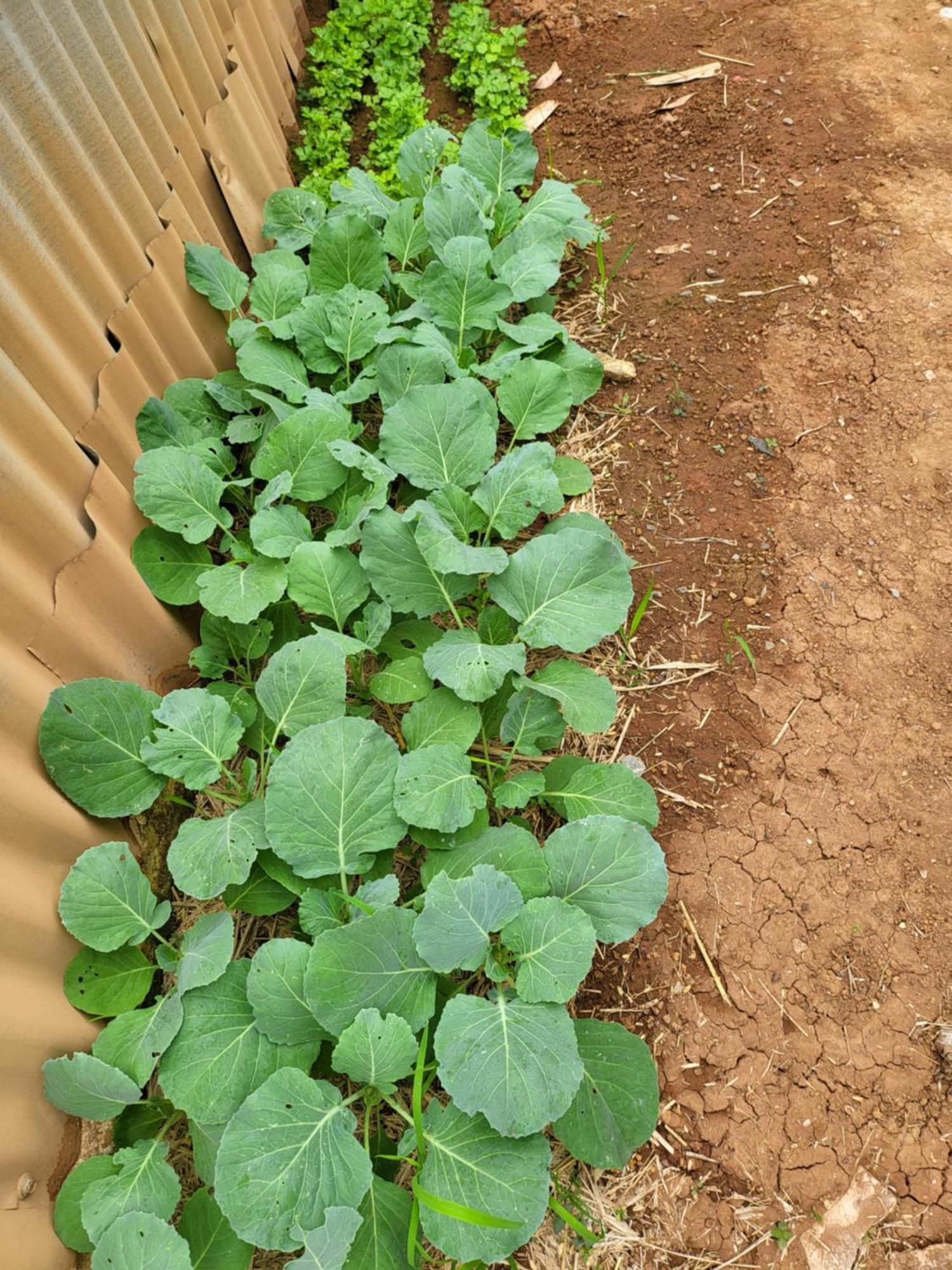 Smile Farm At Khaokho 호텔 Ban Thung Samo 외부 사진